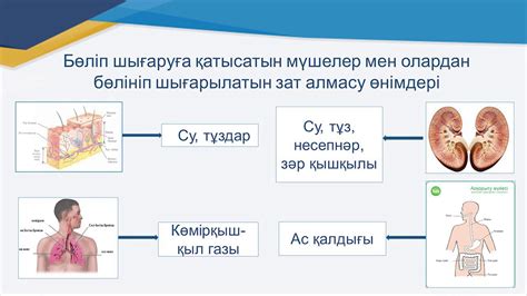 th?q=бөліп+шығару+уикипедия+бөліп+шығару+жүйесінің+гигиенасы+тест