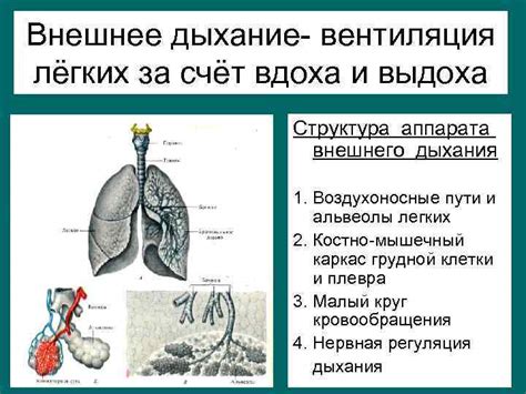 th?q=внешнее+дыхание+физиология+этапы+выдоха