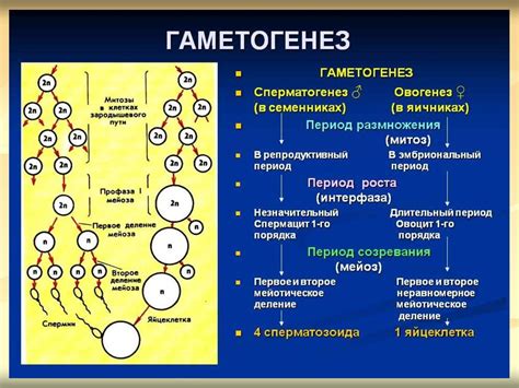 th?q=гаметогенез+презентация+қазақша