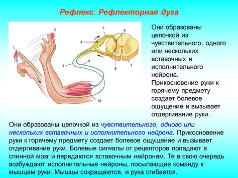 th?q=группы+рефлексов+назовите+сложный+рефлекс