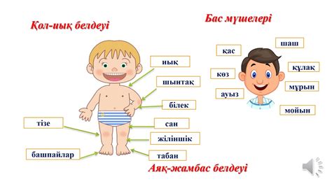 th?q=дене+мүшелері+туралы+өлең+адамның+дене+мүшелері+сабақ+жоспары