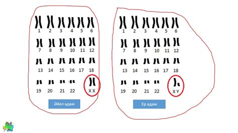 th?q=еркек+хромосомасы+соматикалық+және+жыныс+жасушасындағы+хромосомалар+жиынтығының+айырмашылығы
