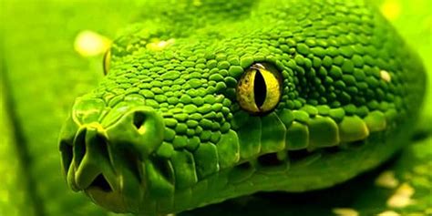 th?q=если+во+сне+снится+зеленая+змея