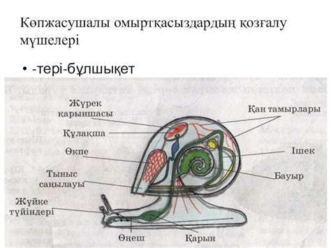 th?q=жануарлардың+тері+сезімталдығы