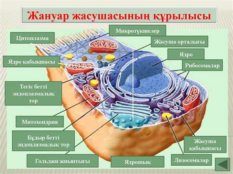 th?q=жануар+жасушасының+айырмашылығы+жануар+жасушасының+қызметі