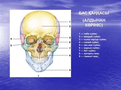 th?q=жартылай+буын+қандай+сүйектерге+бекиді+шүйде+сүйегі+латынша