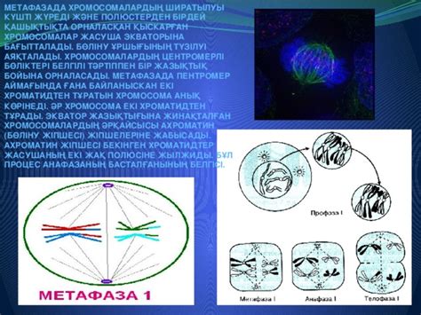 th?q=жасушаның+өмірлік+циклі+метафаза+хромосомалар+анық+көрінеді