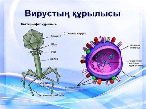 th?q=жасушасыз+тірі+ағза+вирус+құрылысы+тұрады