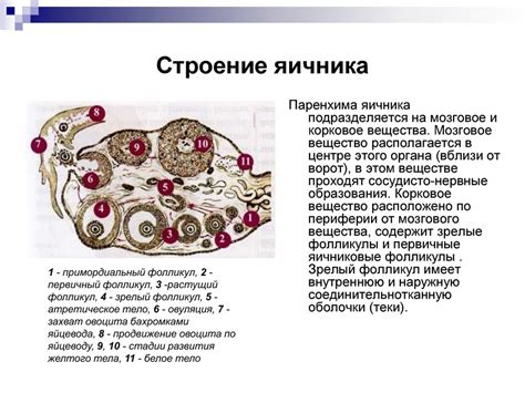 th?q=женская+половая+железа+поверхности+яичника