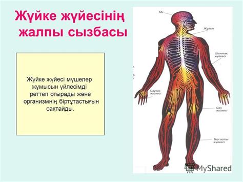 th?q=жоғары+жүйке+қызметінің+физиологиясы+жоғарғы+жүйке+жүйесінің+типтері