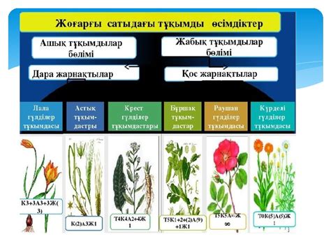 th?q=жоғары+және+төменгі+сатыдағы+өсімдіктердің+ерекше+белгілері+төменгі+сатыдағы+өсімдіктер+балдырлар