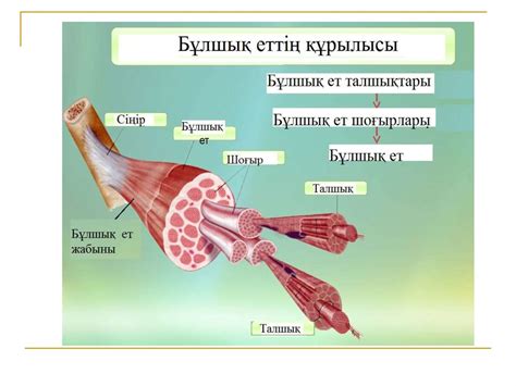 th?q=жүректің+көлденең+жолақты+бұлшық+ет+көлденең+жолақты+бұлшықет+ұлпаларының+құрылысы