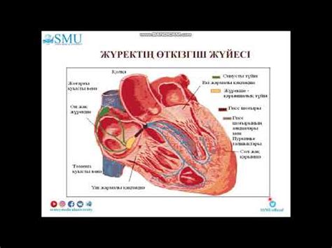 th?q=жүрек+дамуы+гистология+жүрек+қантамыр+жүйесінің+жасқа+байланысты+өзгеруі