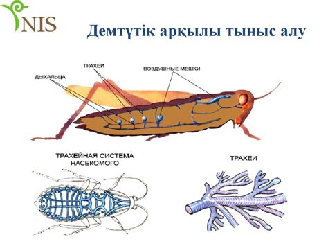 th?q=жәндік+сурет+бір+жа