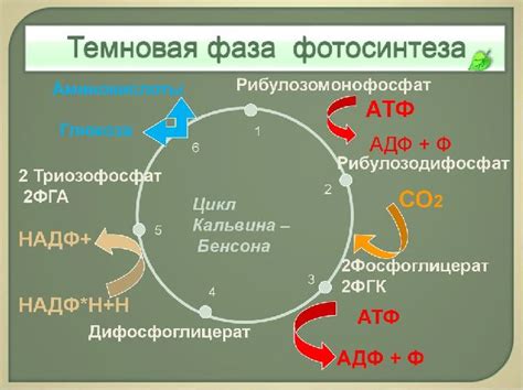 th?q=значение+атф+в+фотосинтезе+сравните+фотолиз+и+фотофосфорилирование+как+связаны+эти+процессы