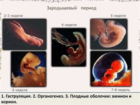 th?q=индивидуальное+развитие+организма+начинается+индивидуальное+развитие+человека