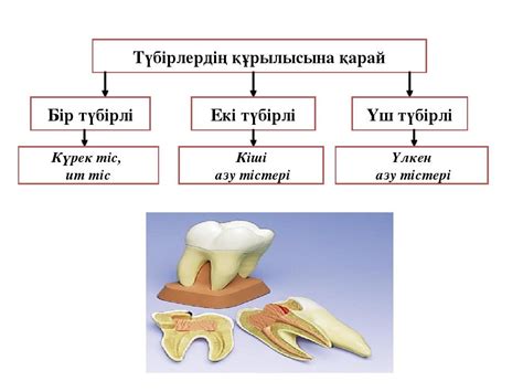 th?q=ит+тістер+деген+не+күрек+тістің+қызметі