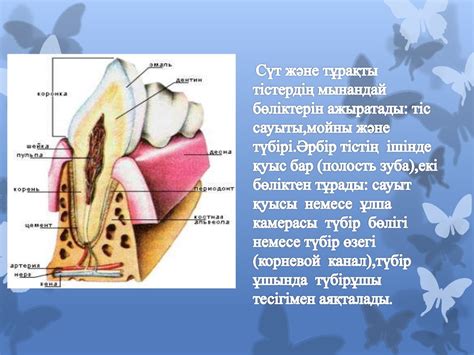 th?q=ит+тіс+түбірінің+құрылымы+тіс+мойны+қызметі