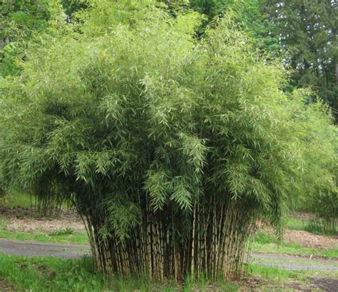 казина бамбук