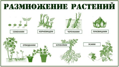 th?q=какие+способы+размножения+встречаются+у+растений+бесполое+размножение