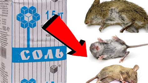 th?q=как+избавиться+от+м