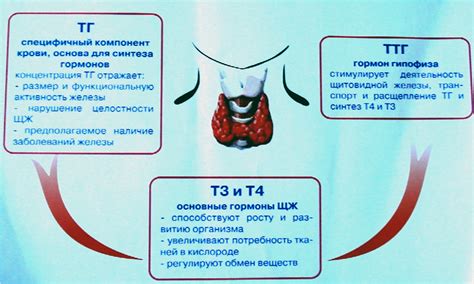 th?q=как+посчитать+объем+щитовидной+железы+кпн+в+медицине+расшифровка