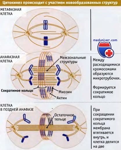 th?q=кариокинез+бірнеше+рет+цитокинез+жүрмейтін+жасушалар