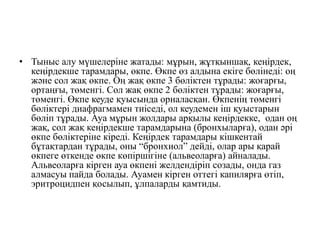 th?q=кеңірдек+неше+сақинадан+тұрады+кеңірдекке+ауа+түсетін+тесік