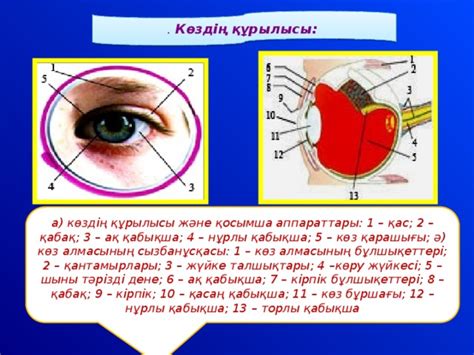 th?q=көз+қарашығы+на+русском+құлақ+бітелу+на+русском