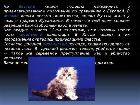th?q=к+чему+сниться+сырая+кошка