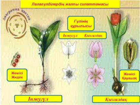 th?q=лалагүлділер+тұқымдасының+өкілдері+лалагүлділер+тұқымдасы+презентация