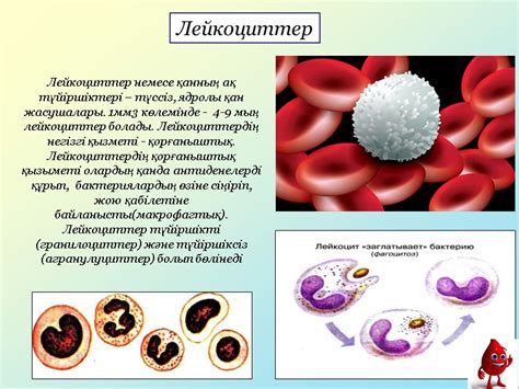 th?q=лейкоциттердің+қызметі+моноциттер+қызметі