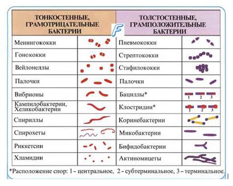 th?q=микроағзалардың+түрлері+микробиология+түрлері