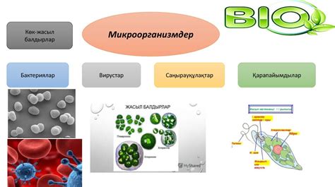 th?q=микроорганизм+түрлері