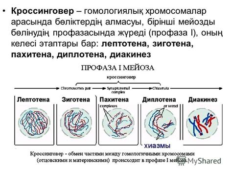 th?q=митоздың+бірінші+фазасы+қандай+санмен+белгіленеді+мейоз+бен+митоз+фазаларын+салыстыру