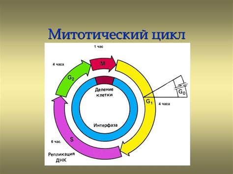 th?q=митотический+цикл+клетки+жизненный+цикл+клетки+этапы