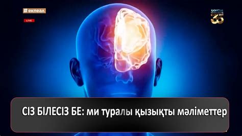 th?q=ми+туралы+қызықты+мәліметтер+ми+туралы+эссе+ағылшынша