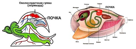 th?q=моллюски+выделител