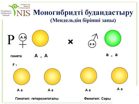 th?q=моногибридті+будандастыру+есептер+жауаптарымен+генетика+есептер+жауаптарымен