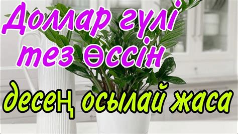 th?q=неге+жаңа+гүлдер+беруді+армандайсыз