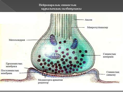 th?q=нейронаралық+синапс+синапс+қызметі