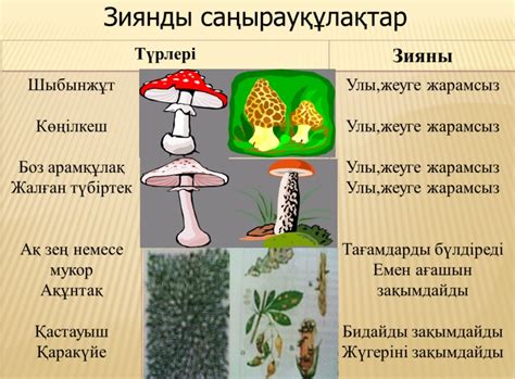 th?q=неліктен+адам+көптеген+саңырауқұлақтар+туралы+армандайды