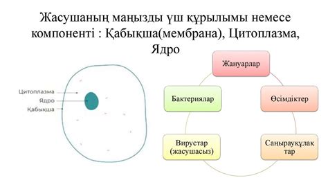 th?q=обыр+деген+не+обыр+жасушаларының+өсуі