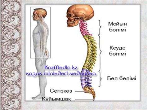 th?q=омыртка+сынганда+алгашкы+комек+омыртқа+сынығының+қайсысы+асқынған+болып+есептеледі