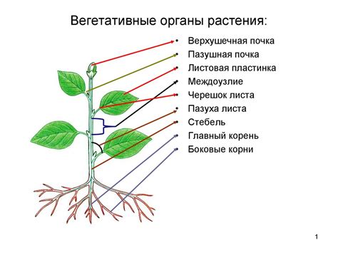 th?q=опорная+ткань+вегетативные+органы+растений