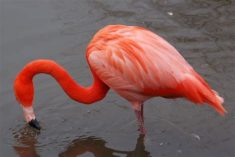 отельказино названный фламинго flamingo