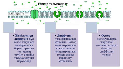 th?q=пассивті+тасымалдау+механизмі+қмж+пассивті+тасымалдау+механизмі+10+сынып