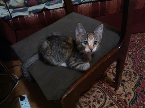 th?q=пенза+куплю+котенка