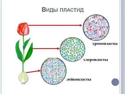 th?q=пластидтер+дегеніміз+не