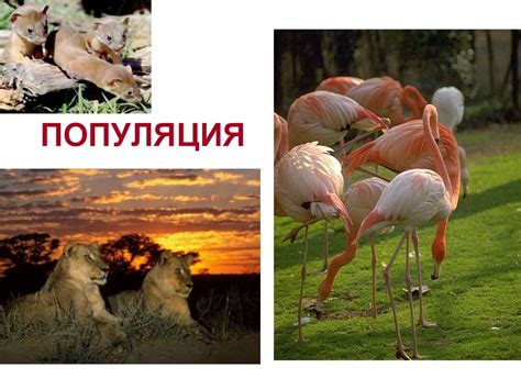 th?q=популяция+мысал+жергілікті+популяция